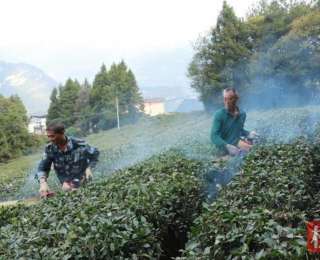 巴东万亩茶园剪枝施肥迎春香