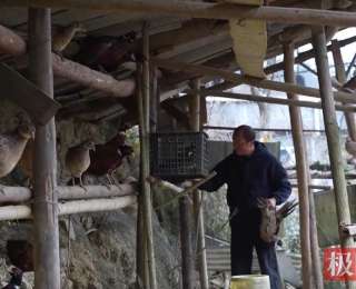 来凤村民深山养土鸡，一年一茬稳收两万元