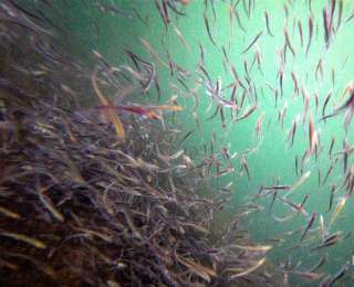 记者水下摄影见证长江秭归段禁渔实效