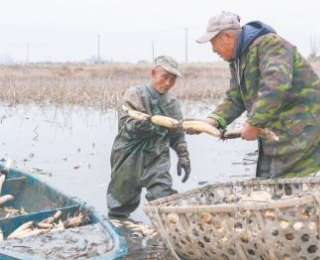 仙桃沔城莲藕全产业链突破37.3亿元 千年古藕穿“品牌新衣”藕农扩种有底气