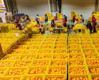 湖北农产品“圈粉”170国餐桌 酵母、鲜鸡蛋、干木耳等出口居全国第一