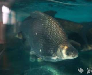 新春走基层｜一条武昌鱼的20小时“进京路”