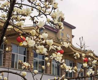 暖春早到！兴山昭君山庄玉兰花绽放迎新春