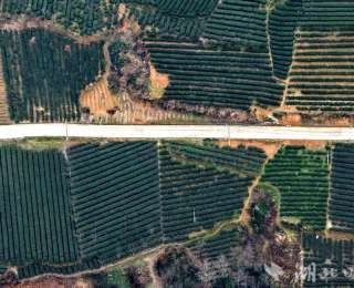 恩施市：茶山绿染千亩画 春芽香动一村富