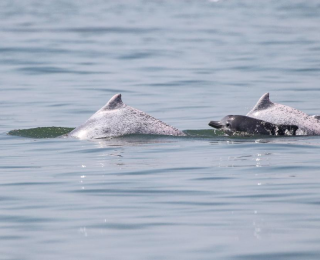科研人员在海南岛西南海域目击到大量中华白海豚