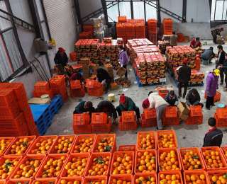 【返乡创业正当时】从“好果难卖”到“香飘全国” 夷陵李智强带乡亲种出“峡江黄金果”