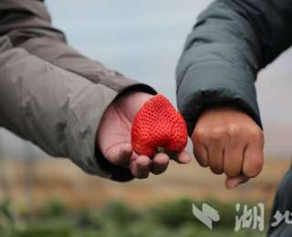 见过快拳头大的草莓吗？湖北省农科院育成“草莓王”，香甜爆汁还能提前上市