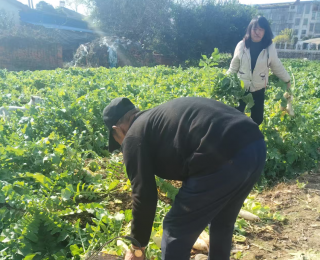 赤壁：望山萝卜香 致富路宽广