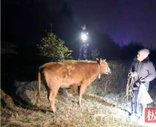 价值近三万元的三头黄牛走失，通城公安连夜帮七旬老人寻回“心头宝”