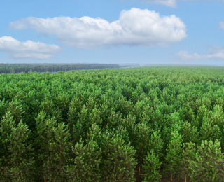 4614万吨！湖北2025年度碳汇量公布，森林贡献近八成