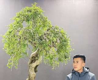 三次创业、两次转型，这个90后将15万盆小微盆景“盘”成网上爆款