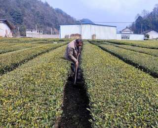 鹤峰龙潭：茶园春日管护忙
