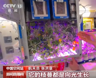想不到吧？太空番茄长势喜人迎来丰收季 “天宫菜园”永远值得期待！