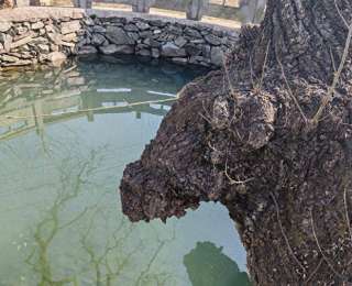 真稀奇！这棵古树长出牛头