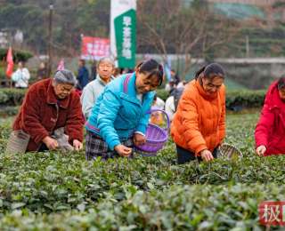 湖北秭归早茶基地抢“鲜”开园