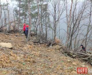 丹江口五朵峰林场启动6000亩森林可持续经营项目