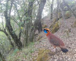 “寿鸡”现身堵河源：胸前绣“寿”字，头戴蓝宝石