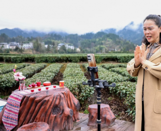 云端招聘采茶工 咸丰春茶未采先“摇人”