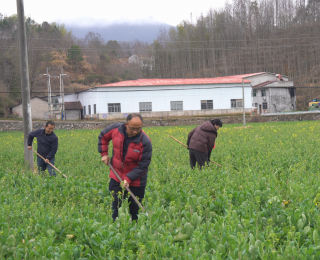 英山：春耕备耕正当时 农技服务到田头