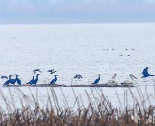 鸟中大熊猫卷羽鹈鹕时隔3年重返沉湖
