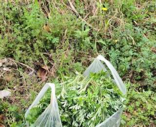 一口蒿香，咬住整个春天！