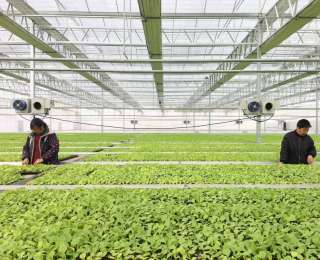 人勤春早，当阳120万株工厂育苗抢下地