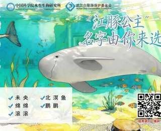 长江“江豚公主”命名开启全球投票：未央、绵绵、鹏鹏、滚滚、北冥鱼，你选哪一个？
