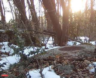 见证生态之美！湖北五道峡红外相机记录“娃娃鸡”四季生活秀