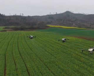 大悟：30余万亩小麦油菜“飞防”追肥忙
