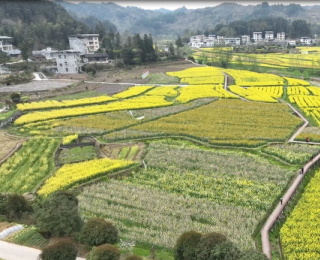 来凤县三胡乡：金浪翻涌春意浓 油菜花开迎客来