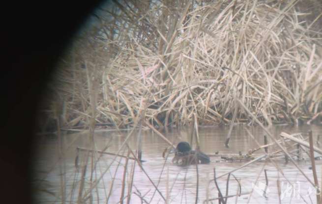 宜昌江豚喜“添丁” 赤嘴潜鸭首现洪湖 美丽湖北万物报春