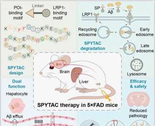 阿尔茨海默病治疗新策略！我国科学家开发新型靶向蛋白降解技术