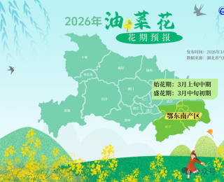 2026年湖北省油菜花期预报