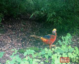 竹山堵河源：红外相机定格红腹锦鸡“一凤三凰”林间求偶