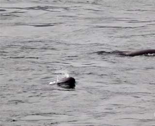 微笑天使踏春而来 宜昌江段再现群豚嬉戏