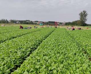 孝昌花西：春收好“丰”景 小白菜抢“鲜”上市