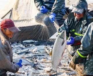 靠资源“有鱼吃” 靠科技“吃好鱼” 湖北淡水产品总量连续30年居全国第一