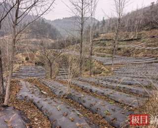 十堰市张湾区大坝林场积极发展林业特色产业