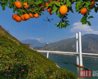 湖北秭归：红肉脐橙产销两旺，绘就峡江振兴图