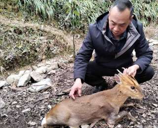 爱心接力 神农架小麂获救