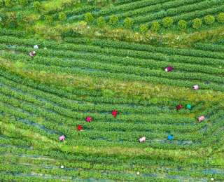 秭归：惊蛰时节农事忙