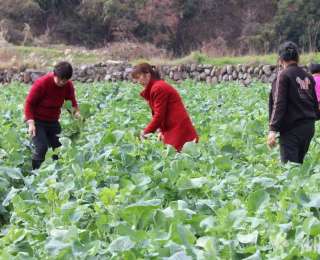 建始长梁：板蓝根菜薹丰收 奏响新春增收曲