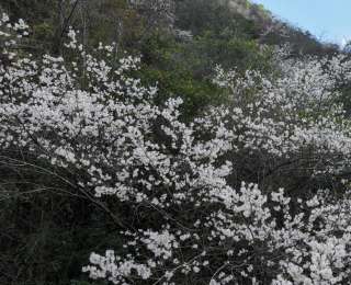 湖北竹山：堵河源畔野桃俏，碧水青山入画来