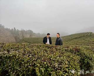 竹山县上庸镇：春催茶芽醒 备战正当时