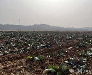 从“金殿御菜”到“百姓餐桌” 广水12万斤“洪山菜薹”新鲜上市