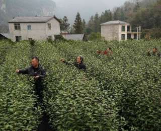 鹤峰：首批春茶采摘忙 抢“鲜”加工茶飘香