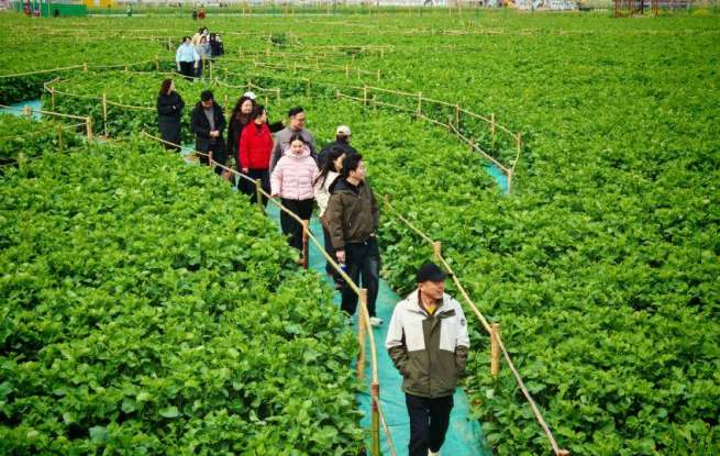 云梦：万亩花海迎客来