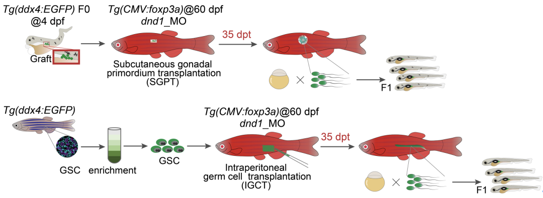 水生所孫永華團(tuán)隊(duì)取得新突破 斑馬魚(yú)“借腹生魚(yú)”將更簡(jiǎn)單高效