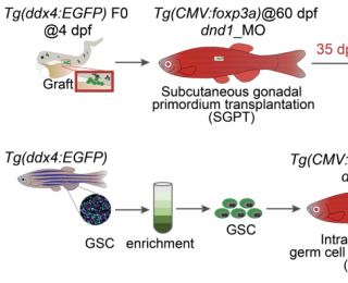 水生所孫永華團(tuán)隊(duì)取得新突破 斑馬魚(yú)“借腹生魚(yú)”將更簡(jiǎn)單高效