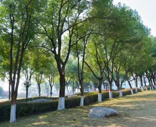 以树寄情！武汉一高校启动“校友林”认养项目